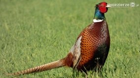 Ptaki na zdjęciach Pawła Poterskiego - zdjęcie 24