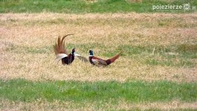 Ptaki na zdjęciach Pawła Poterskiego - zdjęcie 22