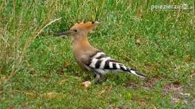 Ptaki na zdjęciach Pawła Poterskiego - zdjęcie 21