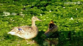 Ptaki na zdjęciach Pawła Poterskiego - zdjęcie 19