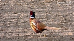 Ptaki na zdjęciach Pawła Poterskiego - zdjęcie 18