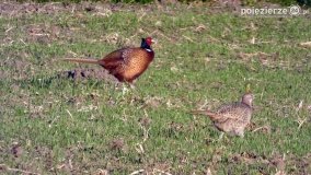 Ptaki na zdjęciach Pawła Poterskiego - zdjęcie 17