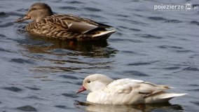 Ptaki na zdjęciach Pawła Poterskiego - zdjęcie 16