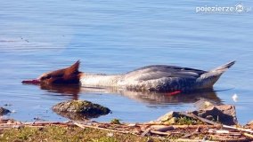 Ptaki na zdjęciach Pawła Poterskiego - zdjęcie 15