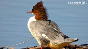 Ptaki na zdjęciach Pawła Poterskiego - zdjęcie 13