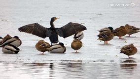 Ptaki na zdjęciach Pawła Poterskiego - zdjęcie 12