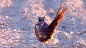 Ptaki na zdjęciach Pawła Poterskiego - zdjęcie 11