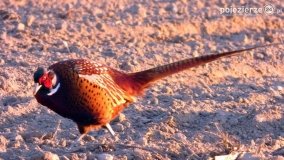 Ptaki na zdjęciach Pawła Poterskiego - zdjęcie 10