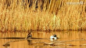 Ptaki na zdjęciach Pawła Poterskiego - zdjęcie 9