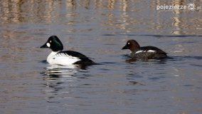 Ptaki na zdjęciach Pawła Poterskiego - zdjęcie 8