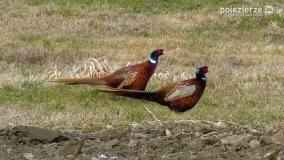 Ptaki na zdjęciach Pawła Poterskiego - zdjęcie 7