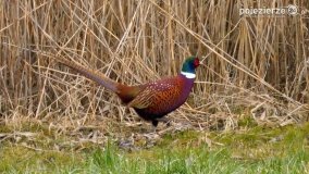 Ptaki na zdjęciach Pawła Poterskiego - zdjęcie 6