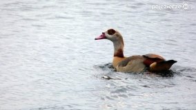 Ptaki na zdjęciach Pawła Poterskiego - zdjęcie 5