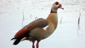 Ptaki na zdjęciach Pawła Poterskiego - zdjęcie 4