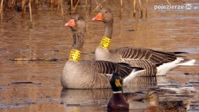 Ptaki na zdjęciach Pawła Poterskiego - zdjęcie 3