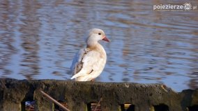 Ptaki na zdjęciach Pawła Poterskiego - zdjęcie 2