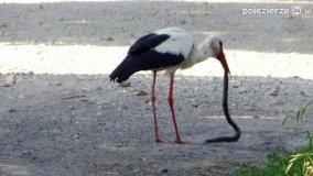 Ptaki na zdjęciach Pawła Poterskiego - zdjęcie 1