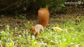 Park Solankowy w Inowrocławiu - zdjęcie 45