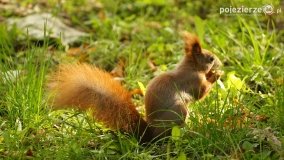 Park Solankowy w Inowrocławiu - zdjęcie 31