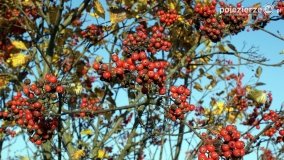 Złota, polska jesień... - zdjęcie 29