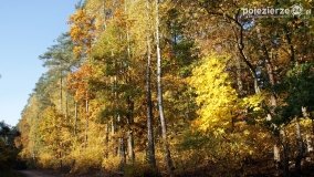 Złota, polska jesień... - zdjęcie 27