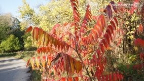 Złota, polska jesień... - zdjęcie 26