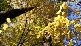 Złota, polska jesień... - zdjęcie 24