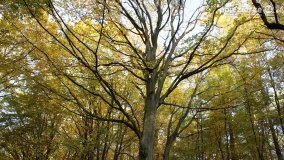 Złota, polska jesień... - zdjęcie 23