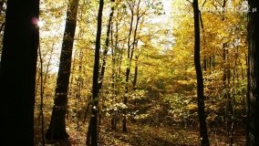 Złota, polska jesień... - zdjęcie 21