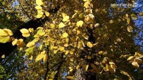 Złota, polska jesień... - zdjęcie 18