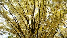 Złota, polska jesień... - zdjęcie 17