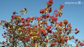 Złota, polska jesień... - zdjęcie 15