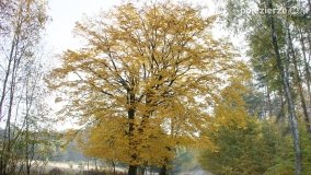 Złota, polska jesień... - zdjęcie 14