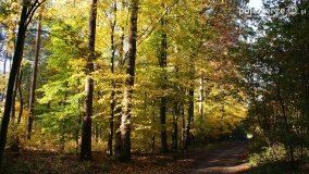 Złota, polska jesień... - zdjęcie 12