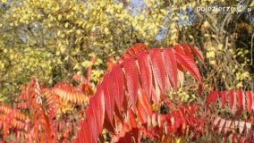 Złota, polska jesień... - zdjęcie 11