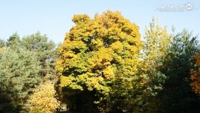 Złota, polska jesień... - zdjęcie 9