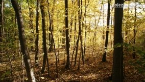 Złota, polska jesień... - zdjęcie 5