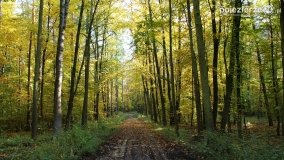 Złota, polska jesień... - zdjęcie 4