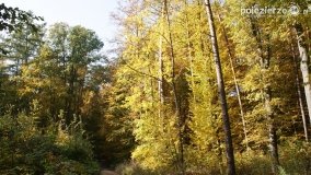 Złota, polska jesień... - zdjęcie 2