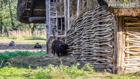 Muzeum Archeologiczne w Biskupinie w czasie pandemii - zdjęcie 9