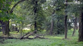 Park w Popowie Ignacewie - zdjęcie 17