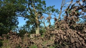 Park w Popowie Ignacewie - zdjęcie 15