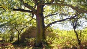 Park w Popowie Ignacewie - zdjęcie 9