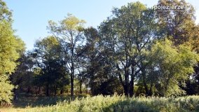 Park w Popowie Ignacewie - zdjęcie 6