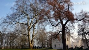 Pałac i park w Zakrzewie - zdjęcie 17