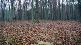 Przez Puszczę Zielonkę w poszukiwaniu… ziemianek - zdjęcie 17