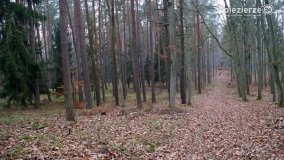 Przez Puszczę Zielonkę w poszukiwaniu… ziemianek - zdjęcie 16