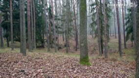 Przez Puszczę Zielonkę w poszukiwaniu… ziemianek - zdjęcie 15