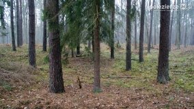 Przez Puszczę Zielonkę w poszukiwaniu… ziemianek - zdjęcie 14