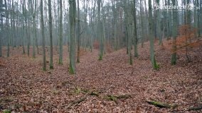 Przez Puszczę Zielonkę w poszukiwaniu… ziemianek - zdjęcie 13